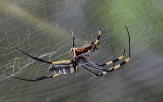 手把手教你分析搜索引擎蜘蛛爬行日志